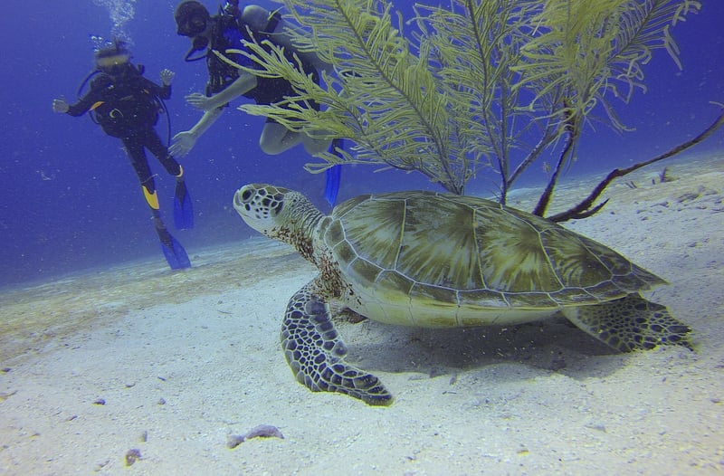 Scuba