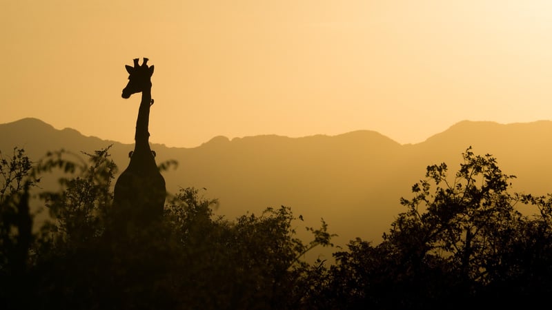 Serengeti National Park, Tanzania