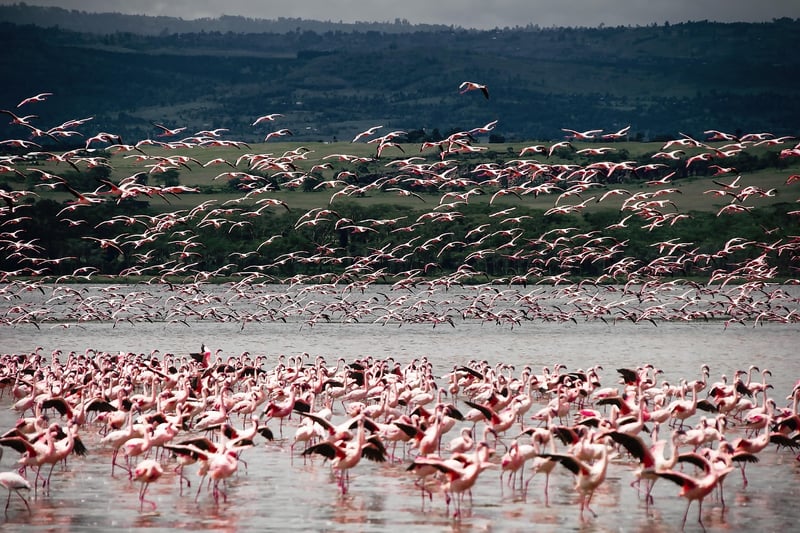 Maasai Mara, Kenya
