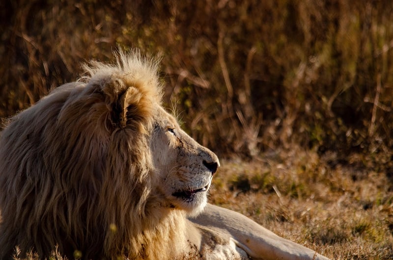 Kruger National Park, South Africa